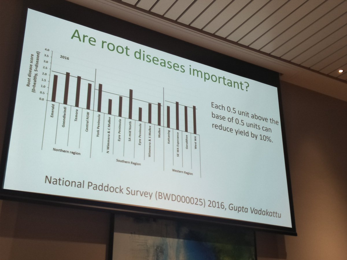KylieRChambers's tweet photo. Alan McKay from SARDI showing that root diseases are important &amp; that even though the crop may look good up top,  the root systems still may be being attacked by soilborne diseases. 
#GRDCUpdates #protectWAcrops https://t.co/bZyu1LmqsE