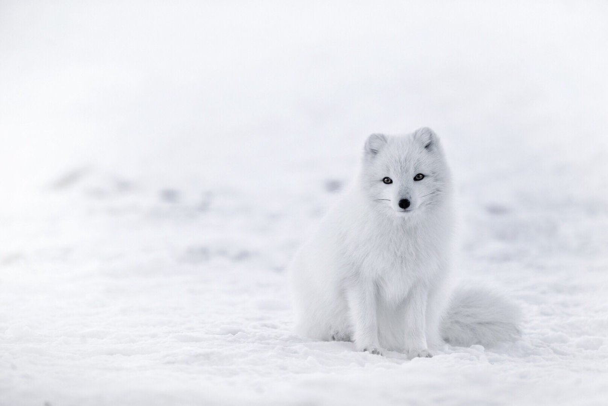 The #ArcticFox of #Iceland are true descendants of the ice age as they remained at the island as the ice cap redraw towards north thousands of years ago. Their thick white, blue or brown coat changes to reflect the passing seasons. 🦊#icelandadventure #icelandlove #loveiceland