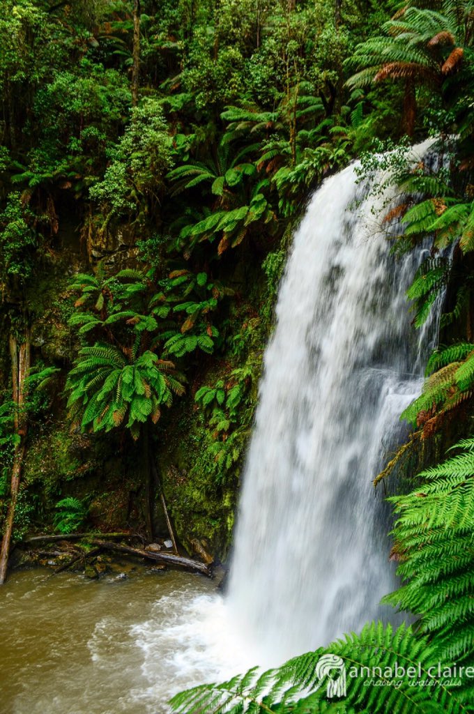 _annabelclaire_'s tweet photo. #BeauchampFalls are a well known gem in the #GreatOtways, but do you know how to get to their base? I tell all: https://t.co/NvoQY5G35r @TravelVictoria @visitvictoria @Melbourne @VstGreatOceanRd @greatoceanroad @visit_apollobay https://t.co/fcDrveFKLX