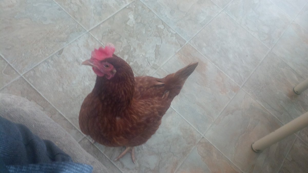 farmtaxguy's tweet image. Needed an assistant on the job today #inhomeservice #ruleroftheroost