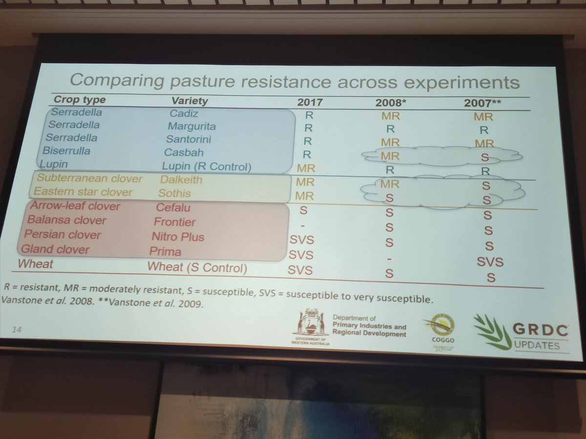 KylieRChambers's tweet photo. @sarah_nematodes has shown using past research and glasshouse pot trials that serradella species are resistant to RLN. 
#protectWAcrops #GRDCUpdates @DPIRDbroadacre @GRDCWest https://t.co/G4JMFWjpee