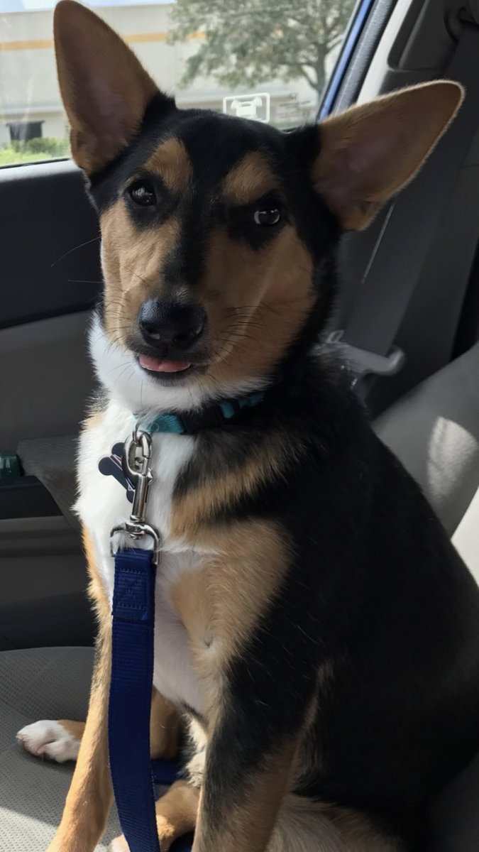 rat terrier corgi mix