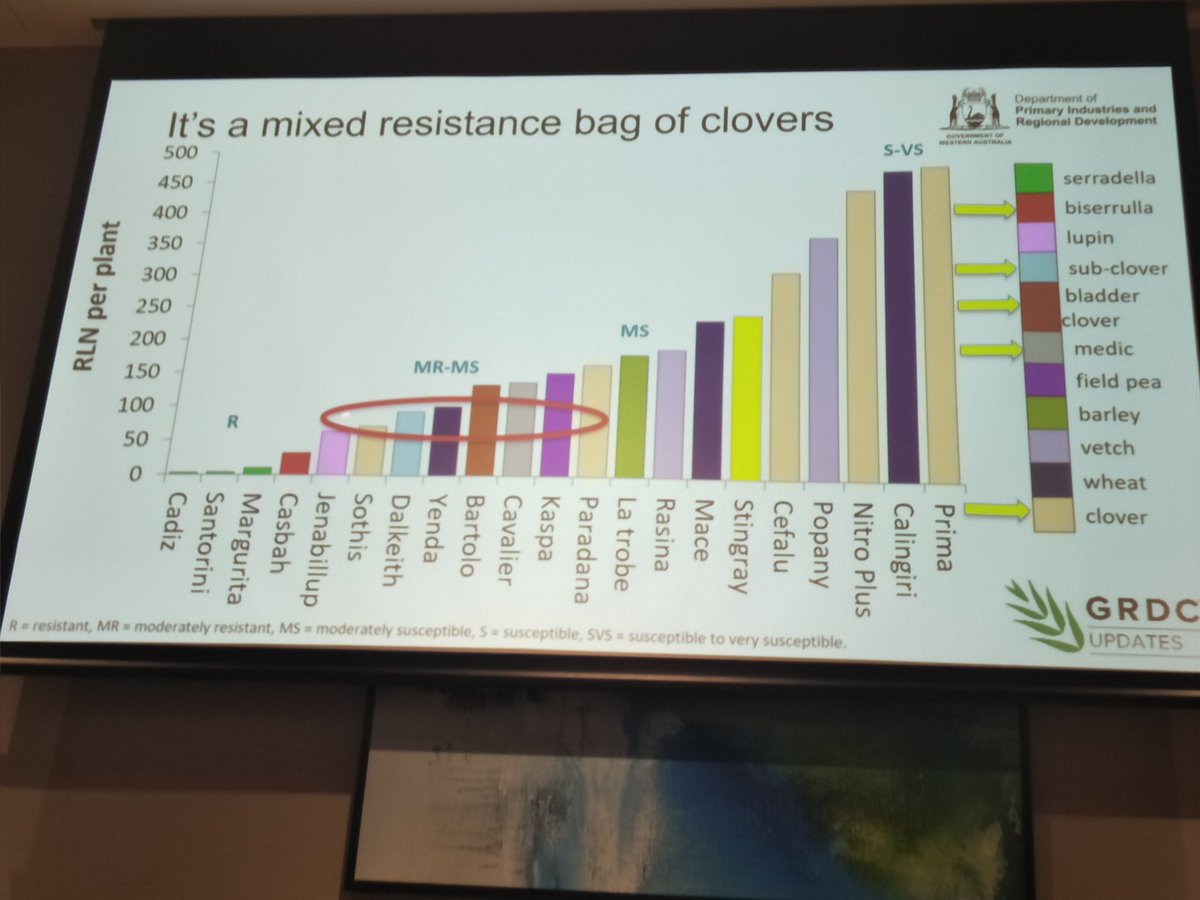 KylieRChambers's tweet photo. @sarah_nematodes has shown using past research and glasshouse pot trials that serradella species are resistant to RLN. 
#protectWAcrops #GRDCUpdates @DPIRDbroadacre @GRDCWest https://t.co/G4JMFWjpee