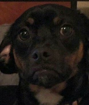 “Estás comiendo y miras a tu perro”