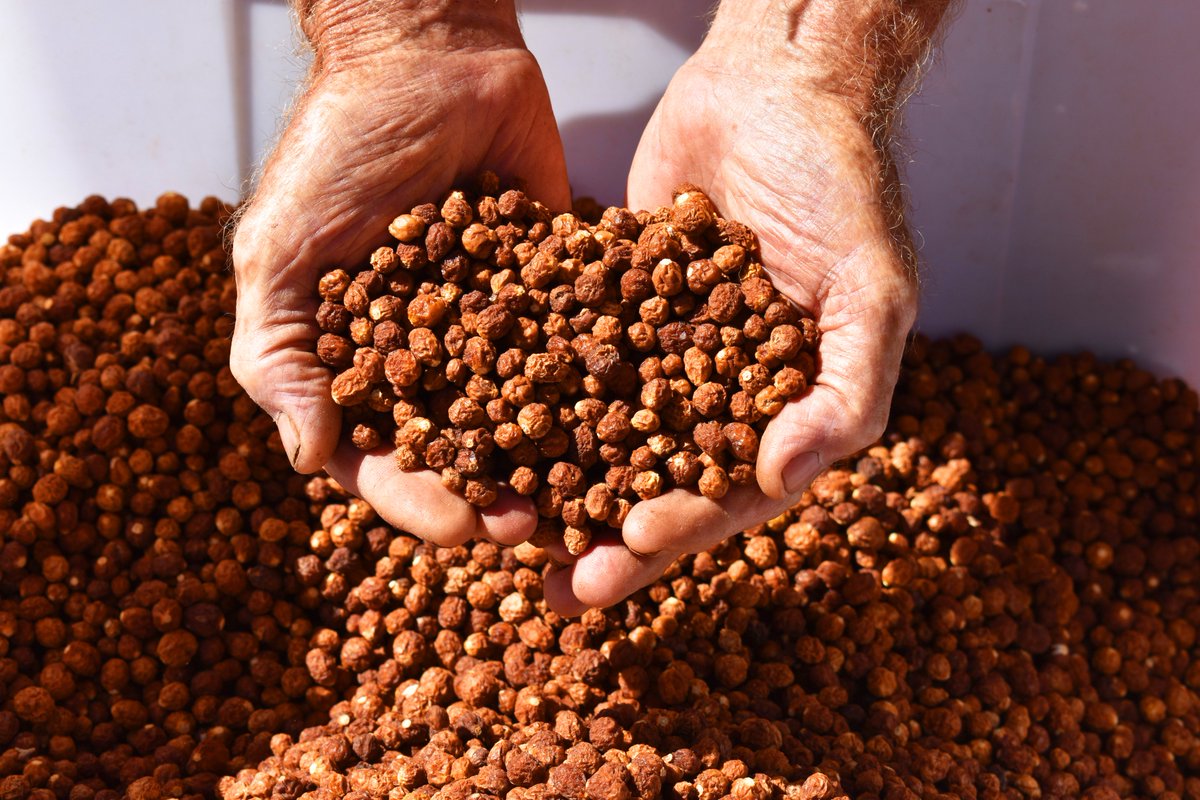katrina_beavan's tweet photo. 🍅🍅🍅#Centralaus bush tomato farm is having its best harvest in years, producing 250kg of crop so far, after it was all but wiped out 2 yrs ago. More here: https://t.co/5GEDej1gLd and on @NTCountryHour from 12:30pm https://t.co/VrLZKEv24S