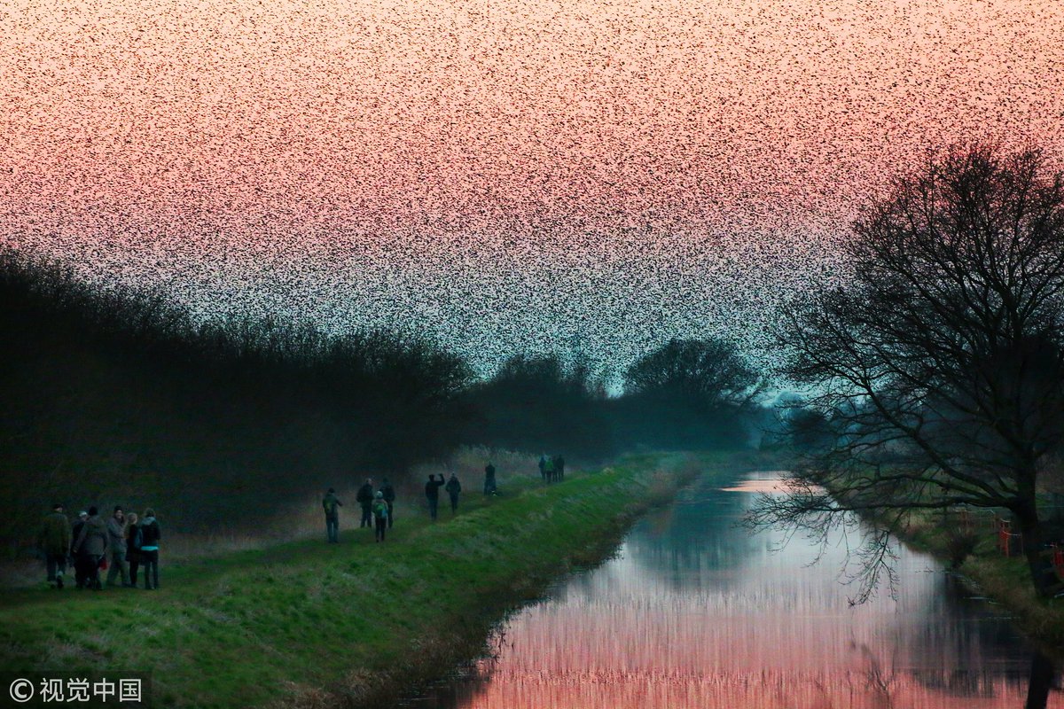 CGTNOfficial's tweet photo. Incredible images show the annual migration of starlings flying to the #UK from Eastern #Europe in search of food for winter, which makes it look like black clouds are forming spectacular shapes in the sky https://t.co/VAlmO0cD4L