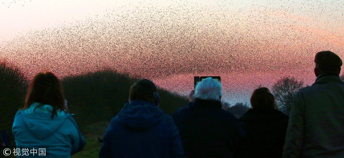 CGTNOfficial's tweet photo. Incredible images show the annual migration of starlings flying to the #UK from Eastern #Europe in search of food for winter, which makes it look like black clouds are forming spectacular shapes in the sky https://t.co/VAlmO0cD4L