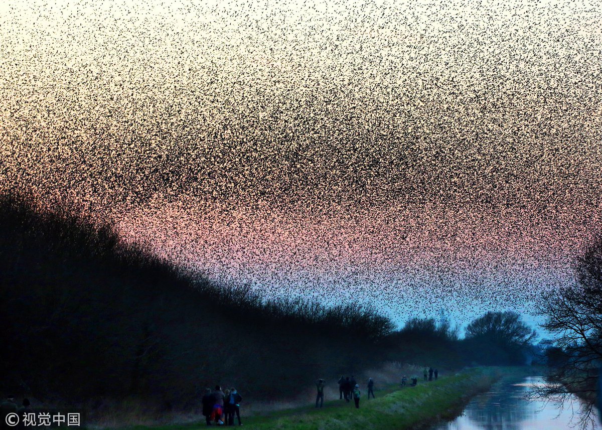 CGTNOfficial's tweet photo. Incredible images show the annual migration of starlings flying to the #UK from Eastern #Europe in search of food for winter, which makes it look like black clouds are forming spectacular shapes in the sky https://t.co/VAlmO0cD4L