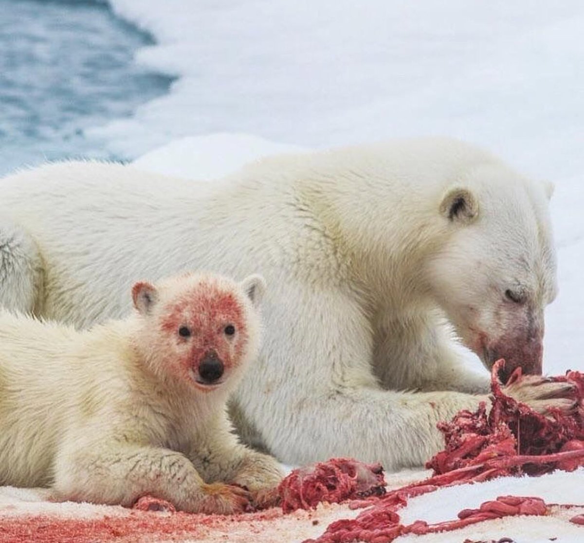 Polar bear and her cub after a fresh kill.