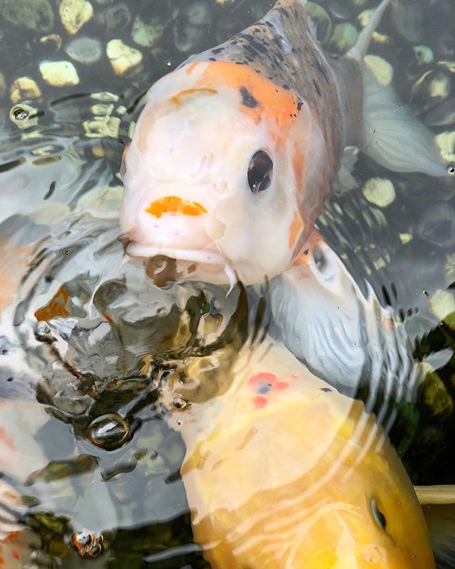 theflawedartist's tweet photo. This guy is in every single shot.
.
.
.
.
—————
#keitosays #homestylekeito #keitochan #keito #koi #koifish #alamoana #fish #goodluckfish #photography #photooftheday #iphoneshot #iphonex #potrait #phonephotography #amaturephotography #filter https://t.co/ibuE57nagB https://t.co/apsjla9jzh