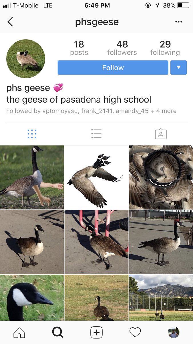 PasadenaHighIHC's tweet photo. Whoever is in charge of this account, would you mind coming and teaching the club about the PHS geese and how you spend your time when you get home? So many questions! https://t.co/wsuFACdKY1