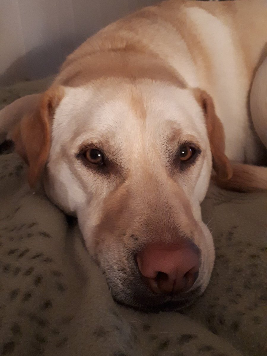 Jaclyn_EMS's tweet photo. @H_Combs My #AdoptDontShop Lily #Sharpull https://t.co/WDPN2XxFRd