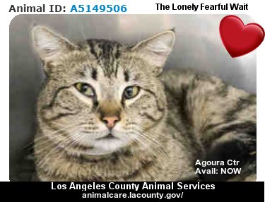 MIPooh's tweet image. #LosAngeles
100s &amp;amp; 100s of Shelter #Pets Wait 2Go Home
#Adopt 1 This Week

Who's Gonna Make U Smile 2Day LA?
#California #Kitty #Cats

─►animalcare.lacounty.gov