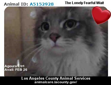 MIPooh's tweet image. #LosAngeles
100s &amp;amp; 100s of Shelter #Pets Wait 2Go Home
#Adopt 1 This Week

Who's Gonna Make U Smile 2Day LA?
#California #Kitty #Cats

─►animalcare.lacounty.gov