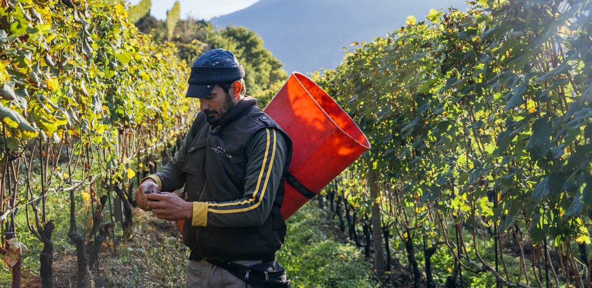 #DonatoEnoteca is hosting back to back wine dinners.
#RoccoloGrassi on Wednesday, February 28th and #SandroFay on Thursday, March 1st. You can follow our events and read the related menus here: donatoenoteca.com/events/