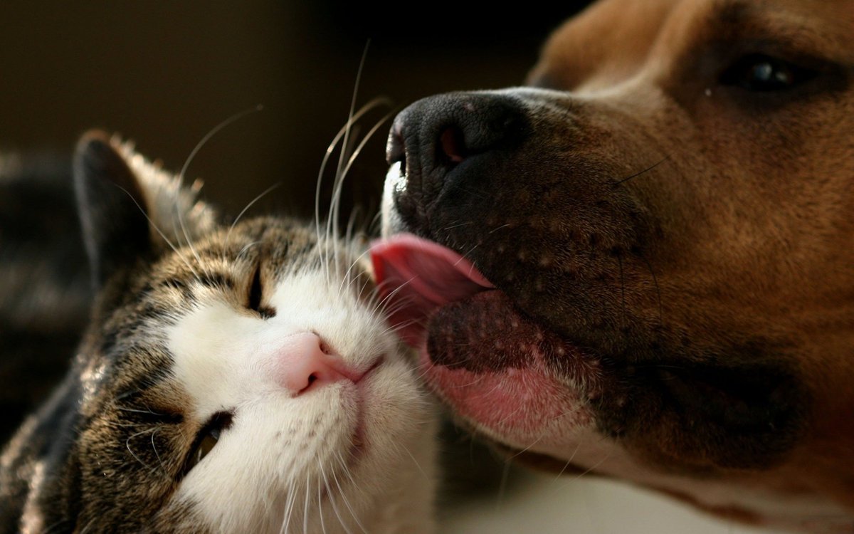 A kiss from a friend.

#cute #adorable #kitty #cats #pets #twostupidcats