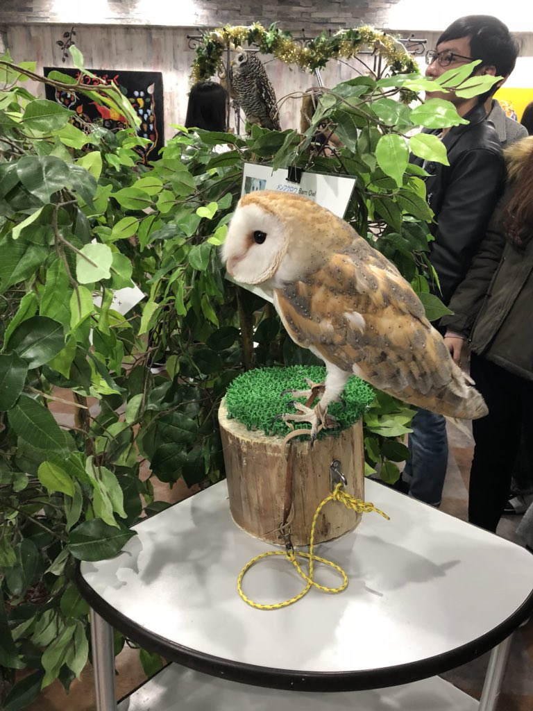 あうるぱーく フクロウカフェ池袋 There are so many cute owls here :)