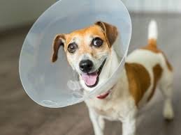 Abbey House Vets tweet media