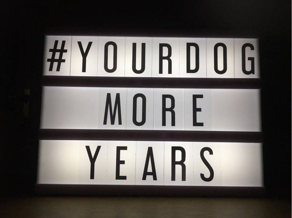 CAMarthritis's tweet photo. Be part of something big. On 1st March we will be launching our #yourdogmoreyears campaign to get the nation talking about #arthritis in #dogs. Post pictures of you, your dog or your #dogfriendly products with our hashtag and start saving lives https://t.co/SizFTQbYH5