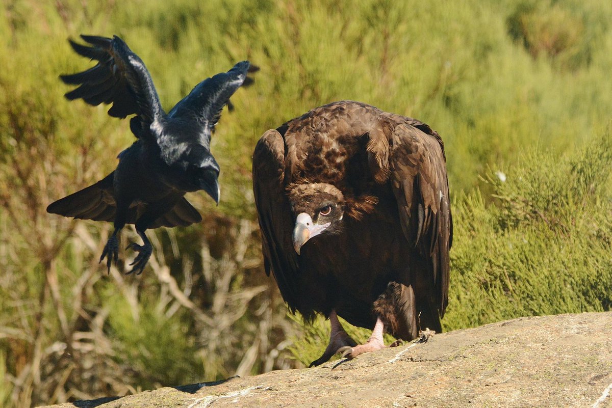 gredosdaniel's tweet photo. Descubre @thebirdshotel ¡Naturaleza en estado puro! Parque Regional Sierra de #Gredos +info: https://t.co/1qUF1R36td

Simplemente @Gredos_Avila , un pequeño paraíso en la provincia de Ávila.

Propiedad de las fotos @thebirdshotel , que maravilla amigos. https://t.co/TmGz2pTTda
