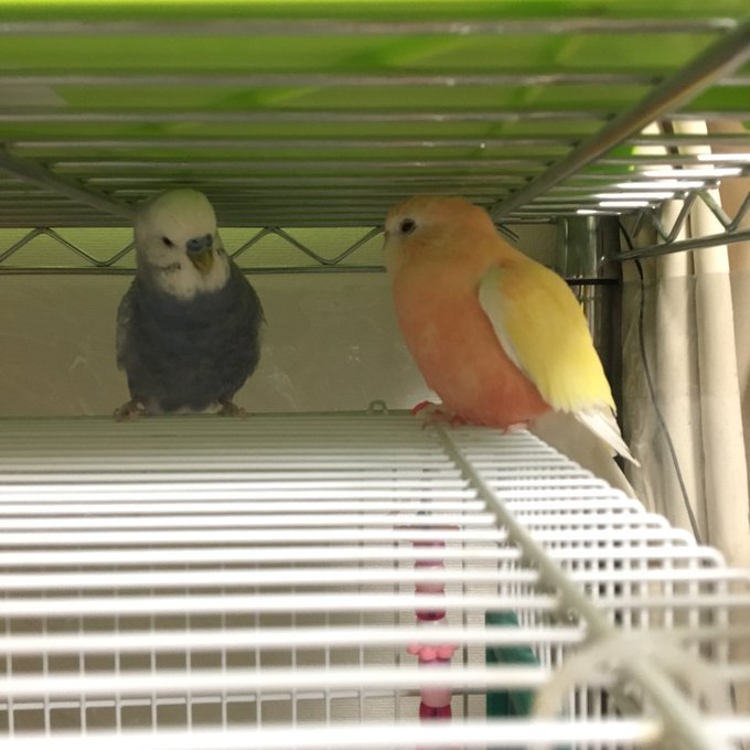 アキクサインコのtwitterイラスト検索結果 古い順