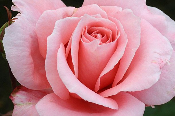 6 reasons #rose is still a #skin #care hero:
bit.ly/2FkpJfs