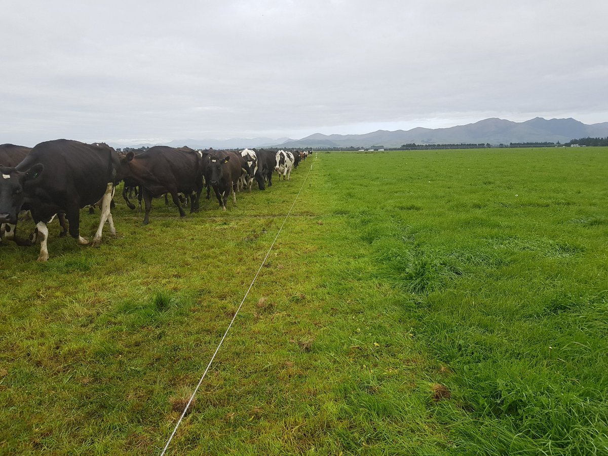 ClagueJess's tweet photo. Don't you just love a clean break? 
#dairynz #grasstomilk #dairylife #grassfed https://t.co/gHtYFyhuPa