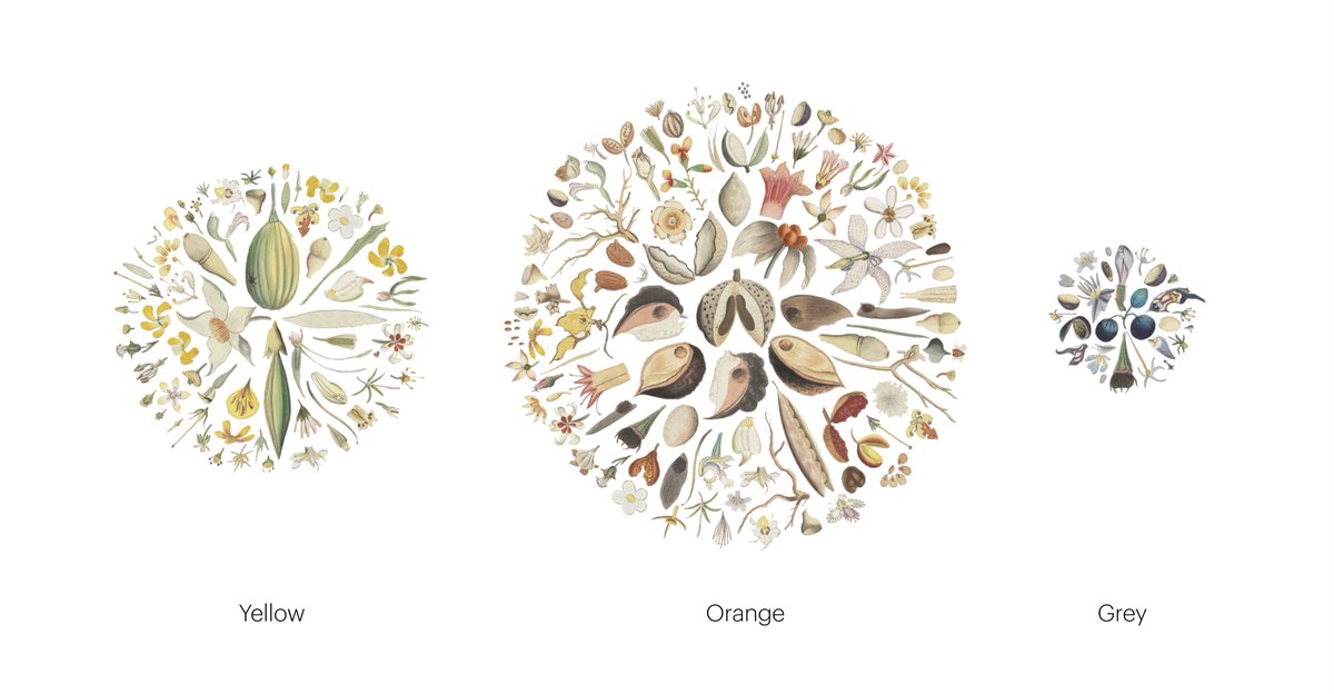 naturalpixels's tweet photo. Here are the extracted seeds &amp; flowers from volume 5 of the Tal &amp; Dai-ichi Life Derby watercolour collection via @statelibrarynsw (https://t.co/t553lN1T6w). Each were placed into Pixa and sorted by colour, then arranged into circles. #madewithslnsw #sciart #botany https://t.co/5CjTfYKayu