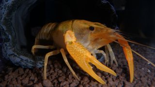 ひごペット フレンドリー ひごペットららぽーとエキスポシティ店 ゴールデンクレイフィッシュ ブラッククレイフィッシュ コバルトクラーキーの紹介 T Co Ntlayfiott ひごペットクラブアクア館