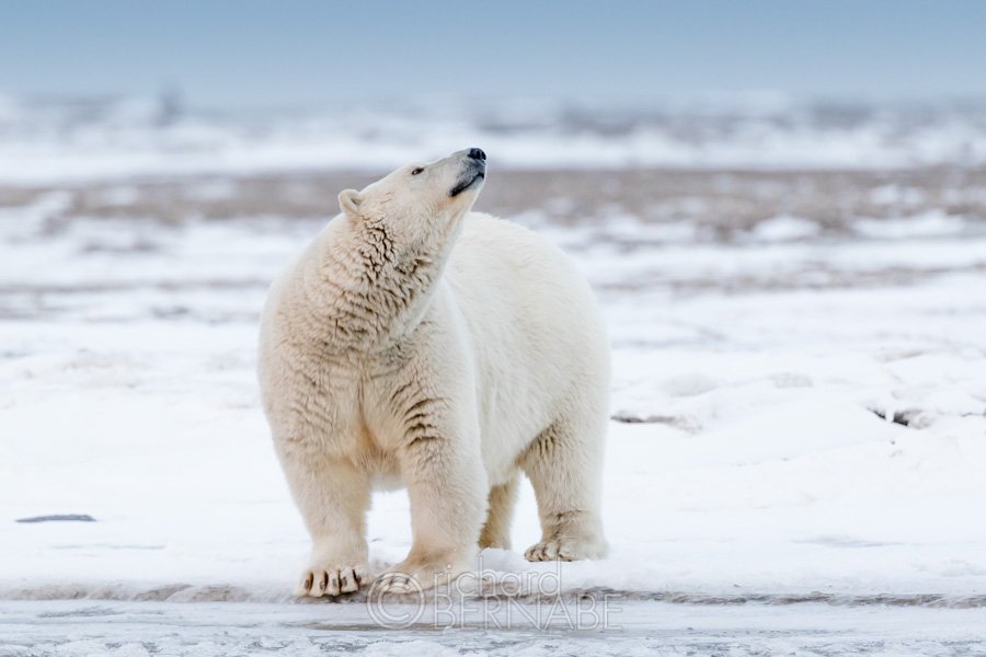 bernabephoto's tweet photo. Happy International #PolarBearDay https://t.co/fw1A0PKe4O