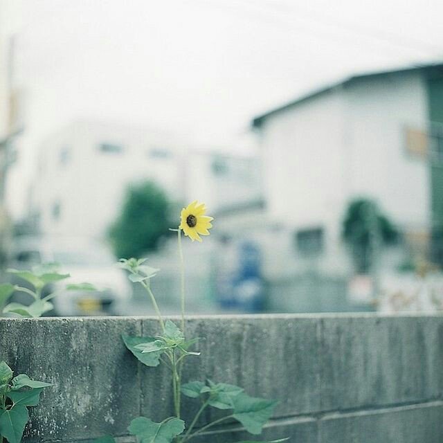 จดหมายจากท้องฟ้า tweet media