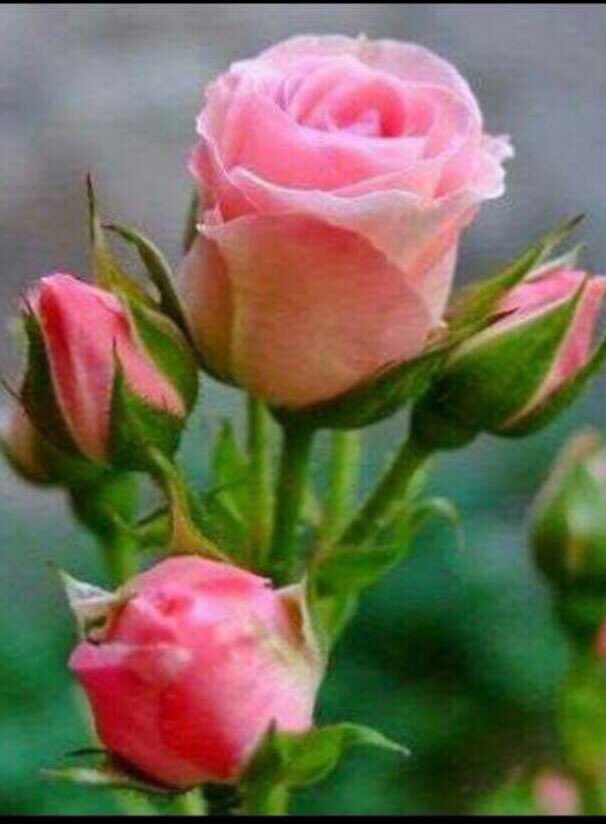 LaraElbarrak's tweet photo. كشذا الورد كونوا ... يفوح دون مقابل.        صباح الخير https://t.co/KnvQomGRWH