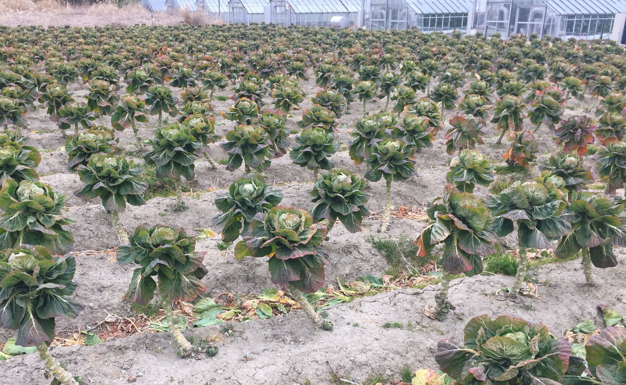池ポチャ野郎 今が旬の芽キャベツ畑 芽キャベツ畑 芽キャベツ 子持ちキャベツ ミニキャベツ 生産日本一は静岡県 栄養豊富 Ja遠州夢咲農協 T Co J34bpro8to Twitter
