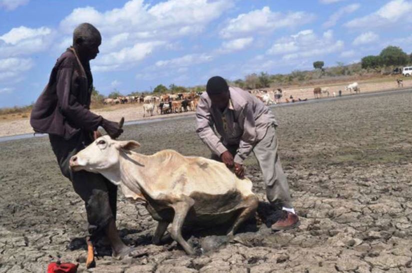 PastoralistGirl's tweet photo. Garissa and Tana River Counties in Kenya are in the worst drought condition in its history indicating an alarm stage on a worsening trend. #SupportPGI #DroughtIsReal @gatesfoundation @melindagates @ajws @mamacash @IDRF @UKAidDirect @WaterAidUK https://t.co/0ZDSpOEC27