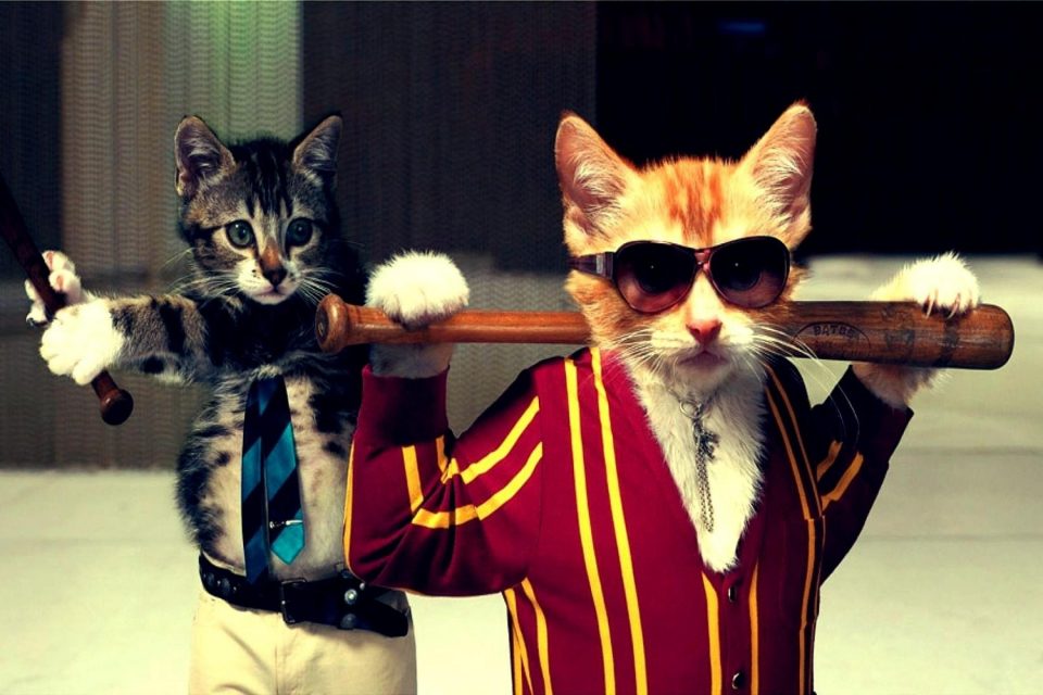 Behind you!

#cute #adorable #kitty #cats #pets #twostupidcats