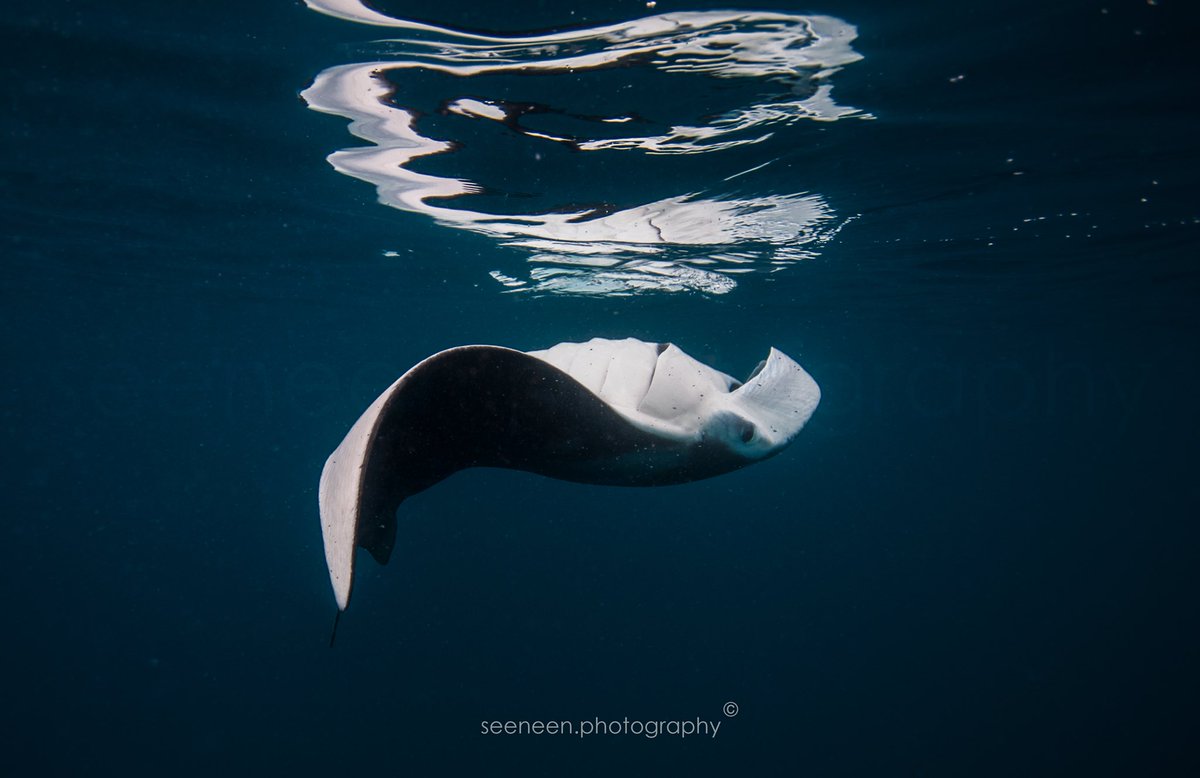 mohamedseeneen's tweet photo. Playing with your reflection is also a sign of intelligence ?
Manta Rays apparently have the biggest of A brain in any fish.They are playful,curious and believed to be self aware and very social. #Flatfish https://t.co/UWQmGXrtRD