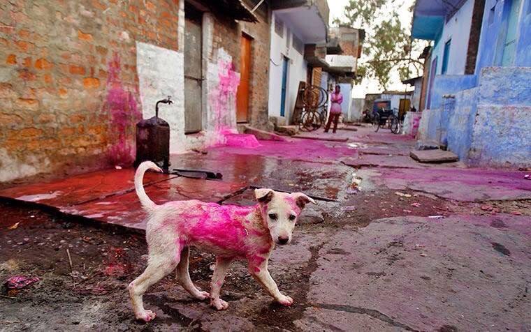 ThorTheSuperdog's tweet photo. Pls don't colour strays this #Holi. Don't throw water balloons on them. It hurts them and is unsafe. Pls RT. https://t.co/jhdyS6CFt1