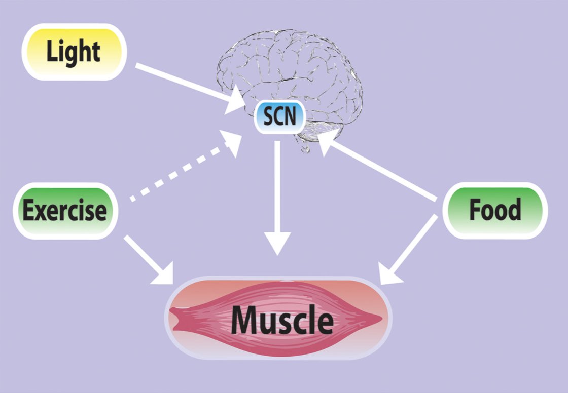 BlueSpotScience's tweet image. For anyone interested in circadian rhythms, clock genes, &amp;amp; exercise
This review by @kaesser is a great starting point

buff.ly/2EXxf0m