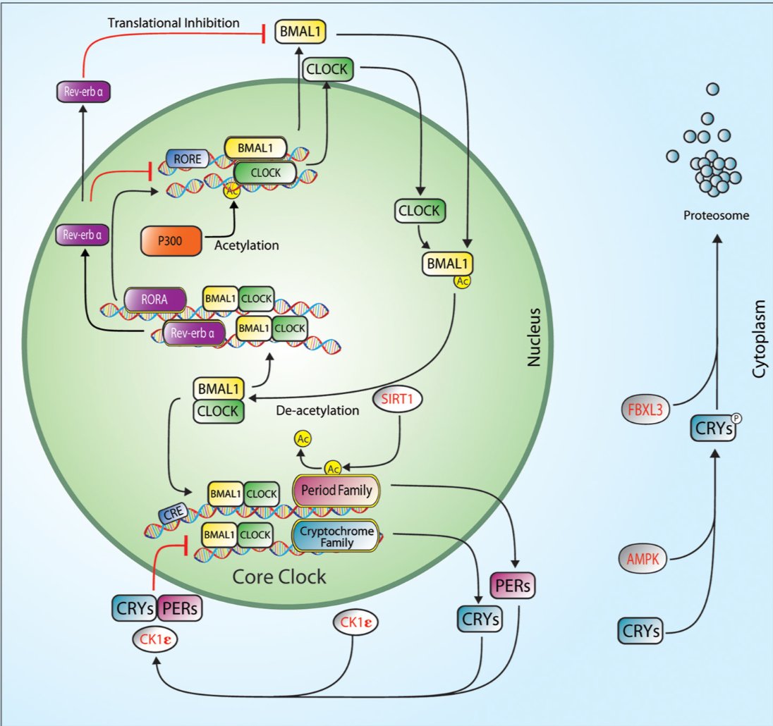 BlueSpotScience's tweet image. For anyone interested in circadian rhythms, clock genes, &amp;amp; exercise
This review by @kaesser is a great starting point

buff.ly/2EXxf0m