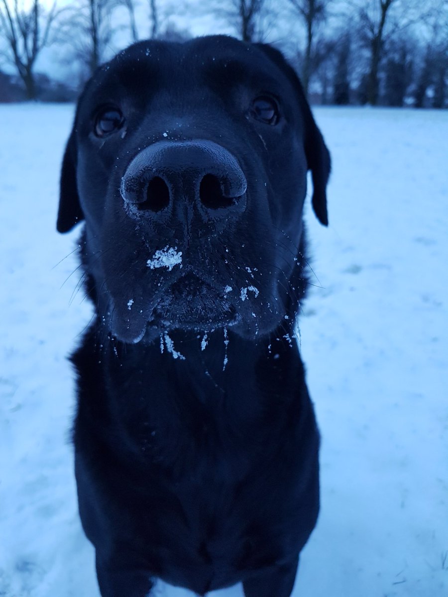Andy_Britain's tweet photo. #firsttimeinthesnow https://t.co/MQOR0iCpav