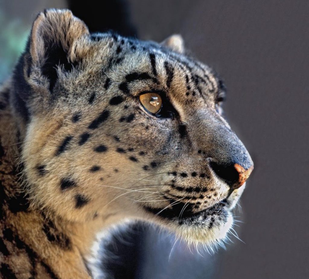 Фотовыставка "Портреты животных" пройдет в <a href="/darwinmuseum/">State Darwin Museum</a> с 6 марта по 3 июня.
На выставке представлены уникальные фотографии обитателей зоопарков, созданные фотографом А.Аваловым на протяжении последних 30 лет.

#выставка #зоопарк #животные