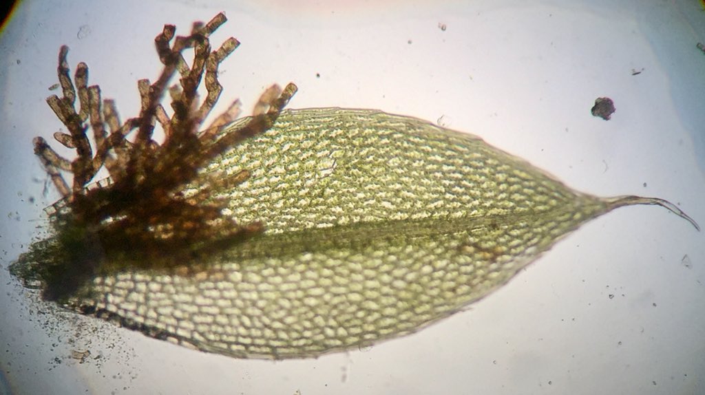 Feldbotanik's tweet photo. Diagnostic #gemmae:
#Bryum moravicum ✅ https://t.co/dsQWBUUypx