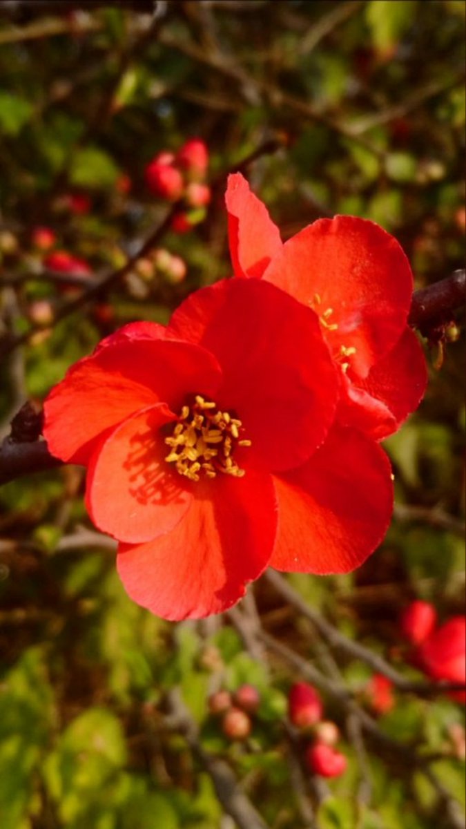 ট ইট র Sadao Kuzume 学名 Chaenomeles Speciosa 英名 Japanese Quincn Flowering Quince 科 属 バラ科ボケ属 別名 カラモクコウ 開花 11月 2月冬3月 4月春 ボケ 花言葉 平凡 ট ইট র Sadao Kuzume 学名 Chaenomeles Speciosa 英名 Japanese Quincn Flowering Quince 科 属 バラ科ボケ属 別名 カラモクコウ 開花 11月 2月冬3月 4月春 ボケ 花言葉 平凡