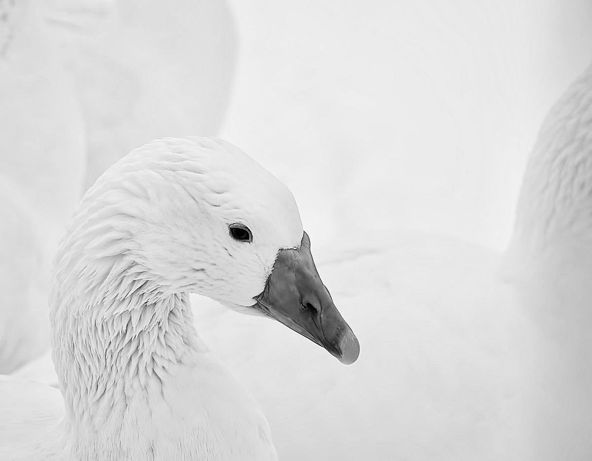 Somos #veganos por naturaleza. #cosmeticavegana #cismeticanatural #cosmeticaorganica scens.com