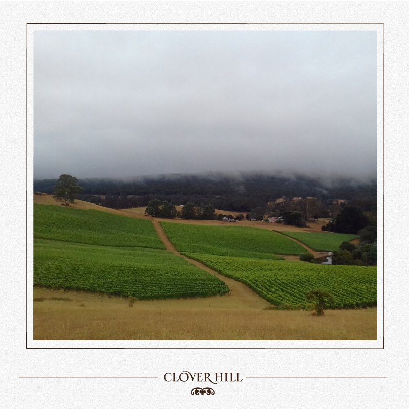 A long ripening season allows superior flavour development, low sugar levels and high natural acidity: the perfect combination for super premium sparkling wine.