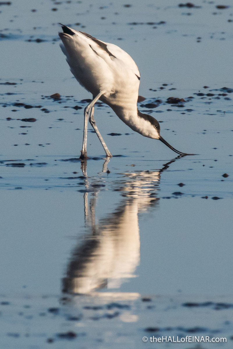 theHALLofEINAR's tweet image. New article: Avocets on the Exe @Team4Nature300 #wildblogs thehallofeinar.com/2018/02/avocet…
