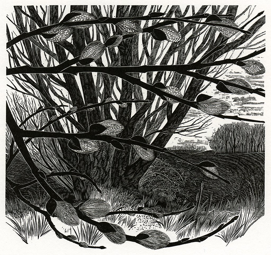 SlCathy's tweet photo. Yvonne Skargon wood engraving - Pussywillow - because I need something to remind me Spring is nearly here!  @celiahart @deborahjvass https://t.co/qO0U2bjHLf