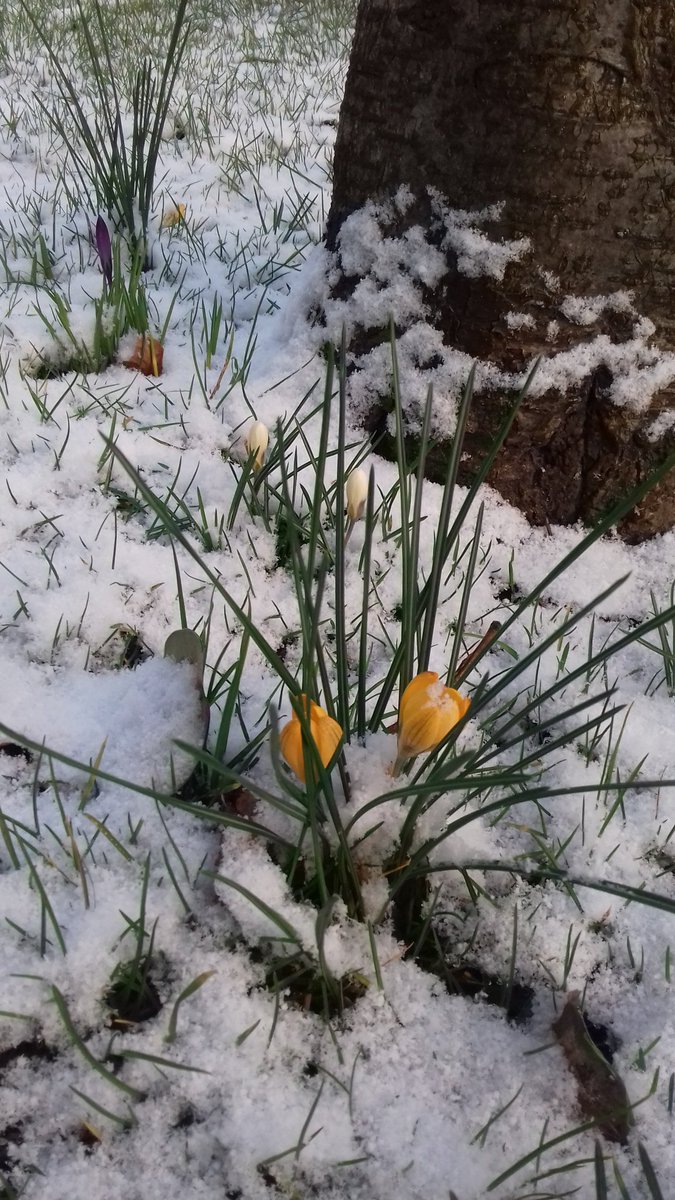 BlackpoolCarers's tweet image. Our first snow in the @DIYSOS @ldmgarden garden! How beautiful! ❄🌱 #wedontgetsnowoften #winterwonderland  #springisonitsway @acornwoodcraft @Bplcarers_ceo @MrNickKnowles