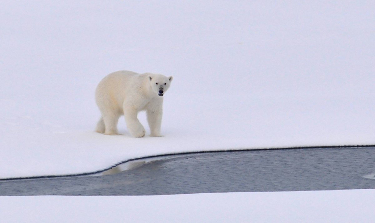 ZooTopics's tweet image. Today I'm all about the largest carnivore on land... Happy polar bear day! #arctic #animals