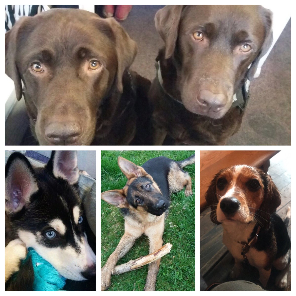 crownhotelfram's tweet photo. Our 5 regular visitors! #dogs #puppy #labrador #husky #cross #Rottweiler #GermanShepherd #beagle #cross #cavalier #woof #hotel #suffolk #pub #bar https://t.co/8xLy0ivDZD